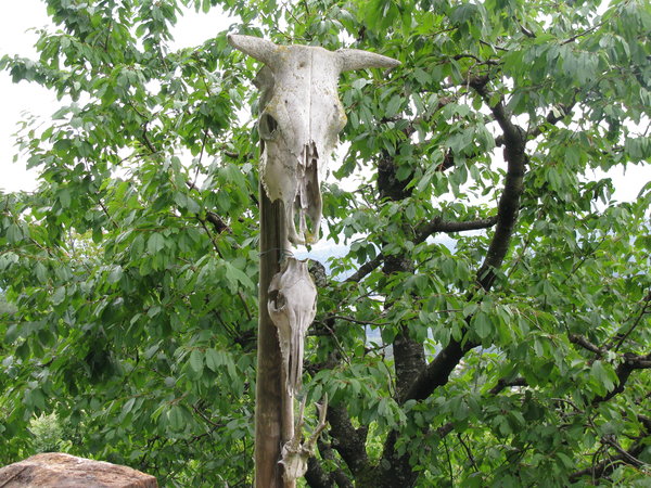 IMG_5129